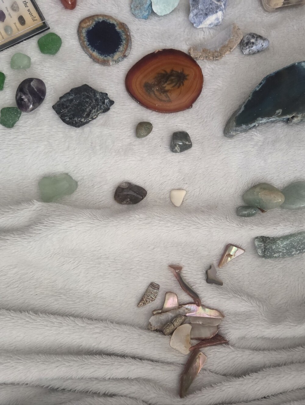 Random Shells - Picture 6 of 15